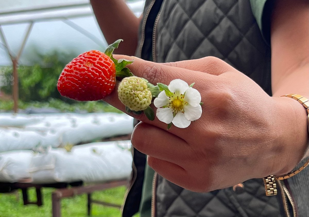 Hand-painted traditional cart