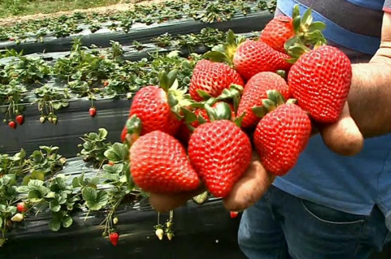 Strawberry plantation