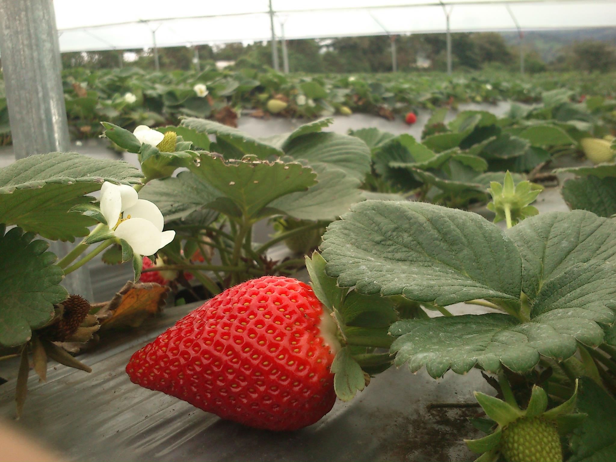 Strawberry cultivation
