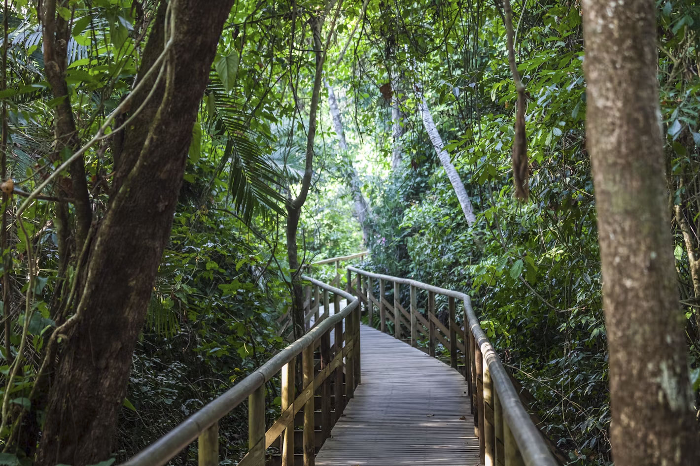 Rainforest trails