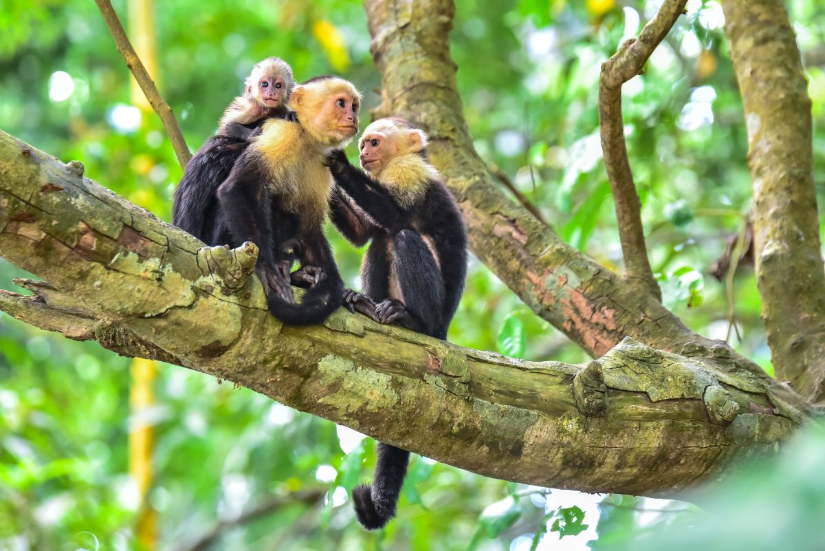Tour: Manuel Antonio & Arenal