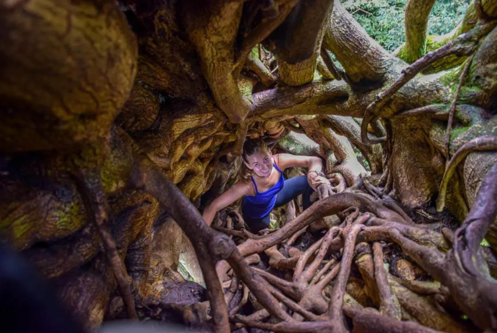 Ficus Tree