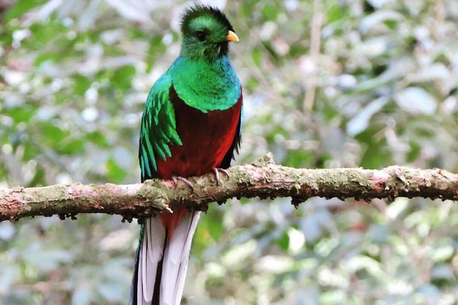 Quetzal Bird
