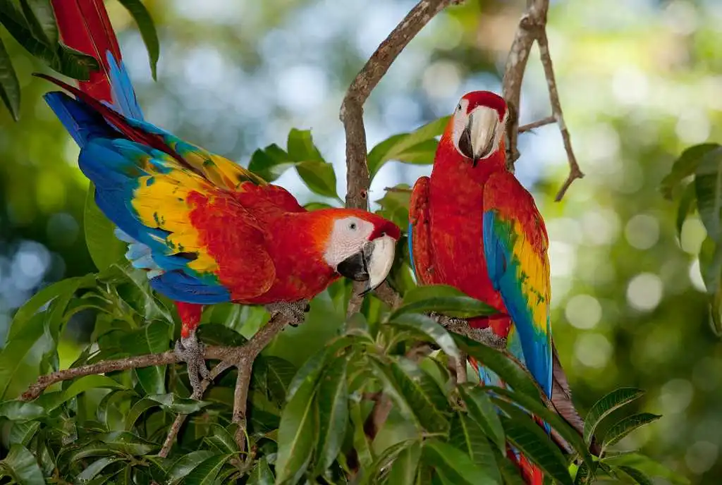 Pair of scarlet macaws in their natural habitat